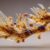 The tail of a dinosaur from 99 million years ago, trapped in amber.