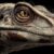Dinosaurs with beards