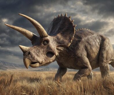 3本の角とフリルを持つトリケラトプスの復元イメージ